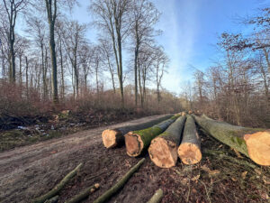Forst- und Gartenbetrieb Schneider - Baumfällung