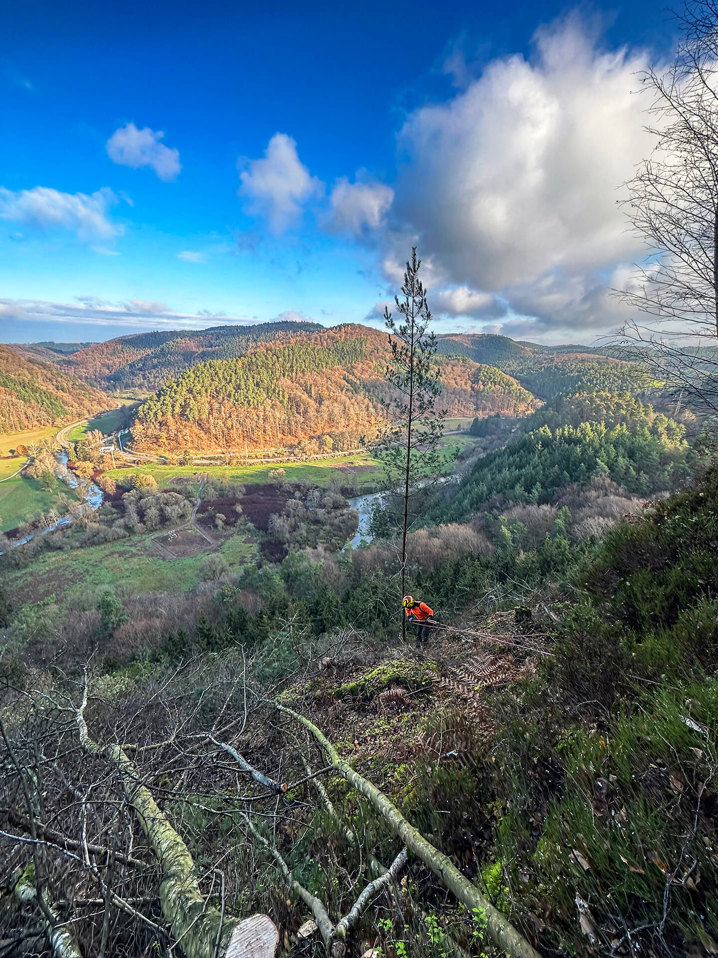 Forst- und Gartenbetrieb Schneider - Baumfällung