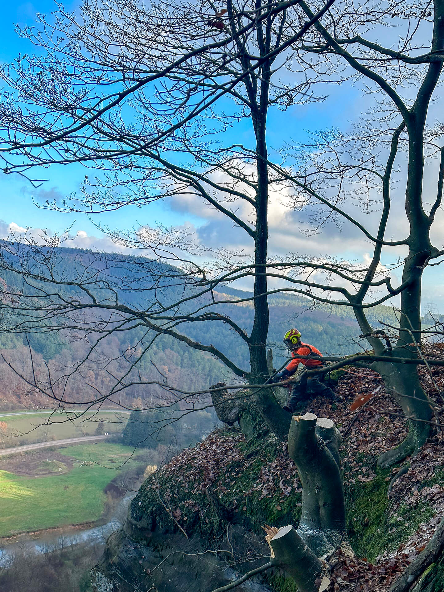 Forst- und Gartenbetrieb Schneider - Baumfällung