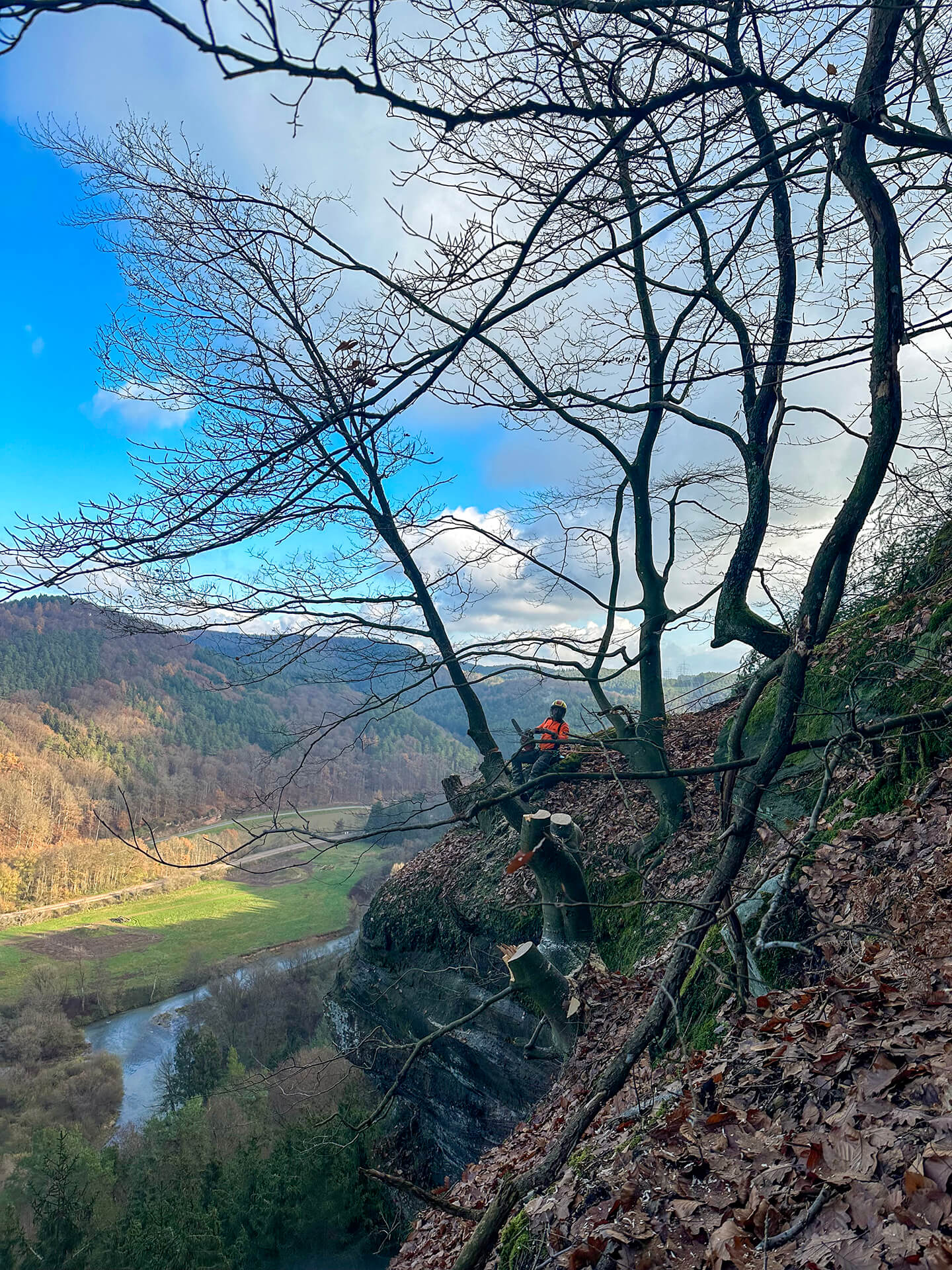 Forst- und Gartenbetrieb Schneider - Baumfällung