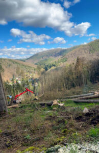 Forst- und Gartenbetrieb Schneider - Baumfällung