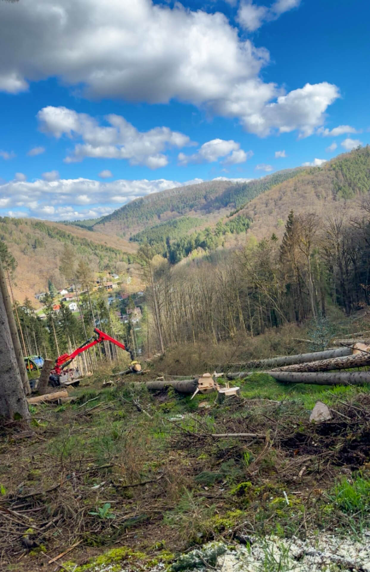 Forst- und Gartenbetrieb Schneider - Baumfällung