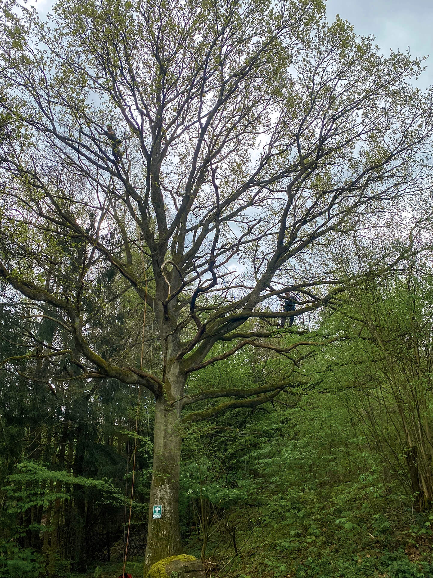 Forst- und Gartenbetrieb Schneider