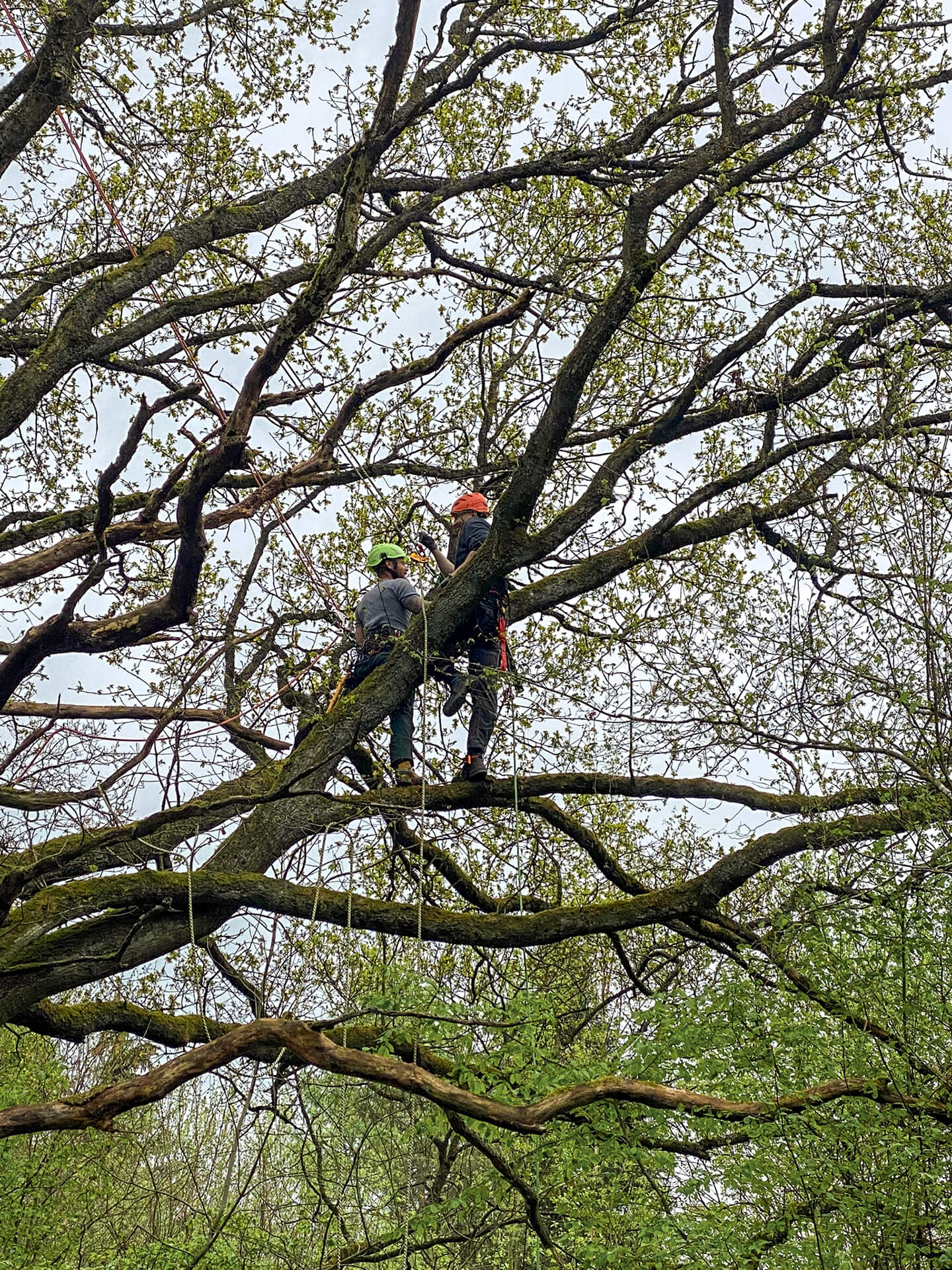 Forst- und Gartenbetrieb Schneider