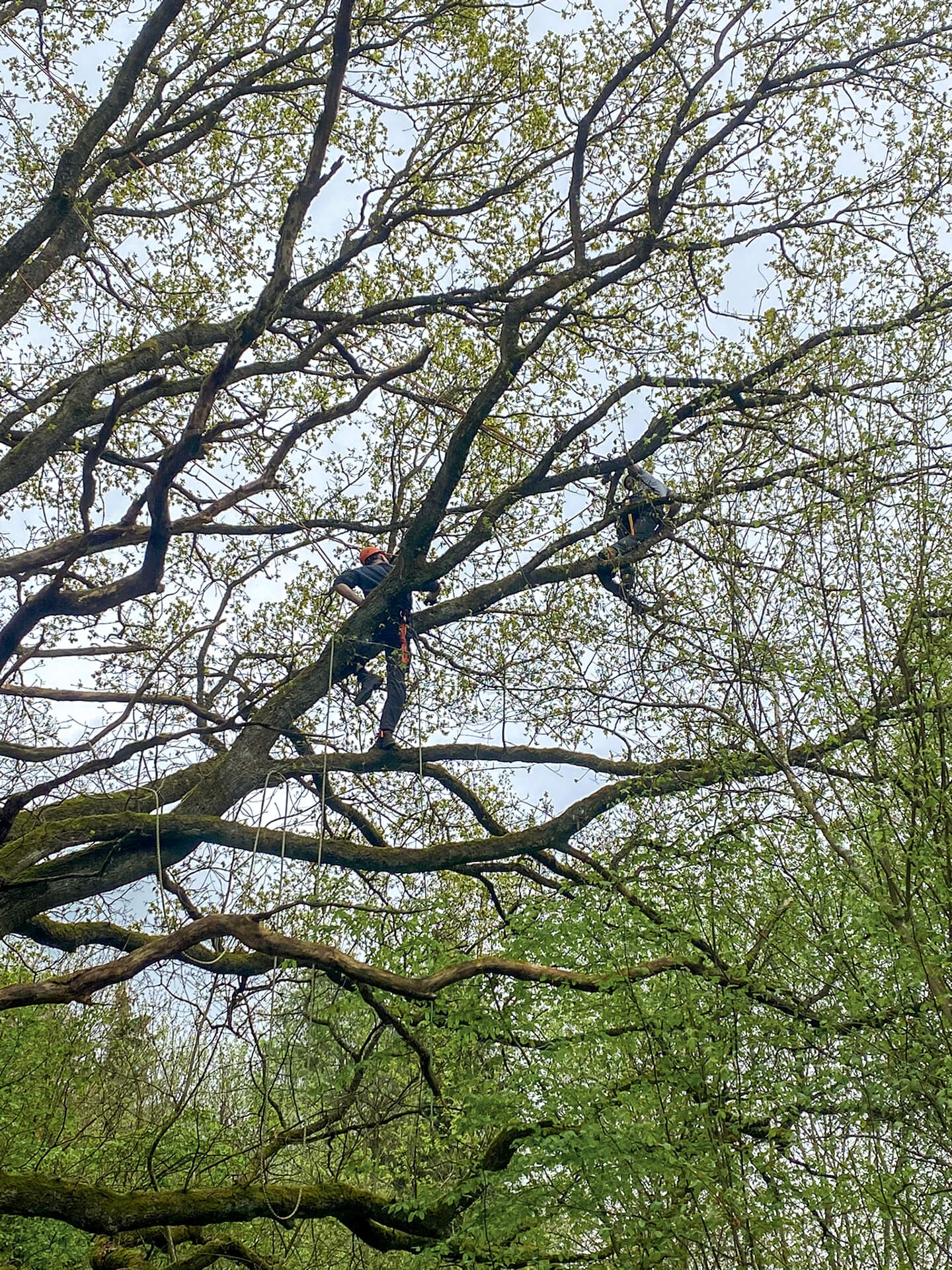 Forst- und Gartenbetrieb Schneider
