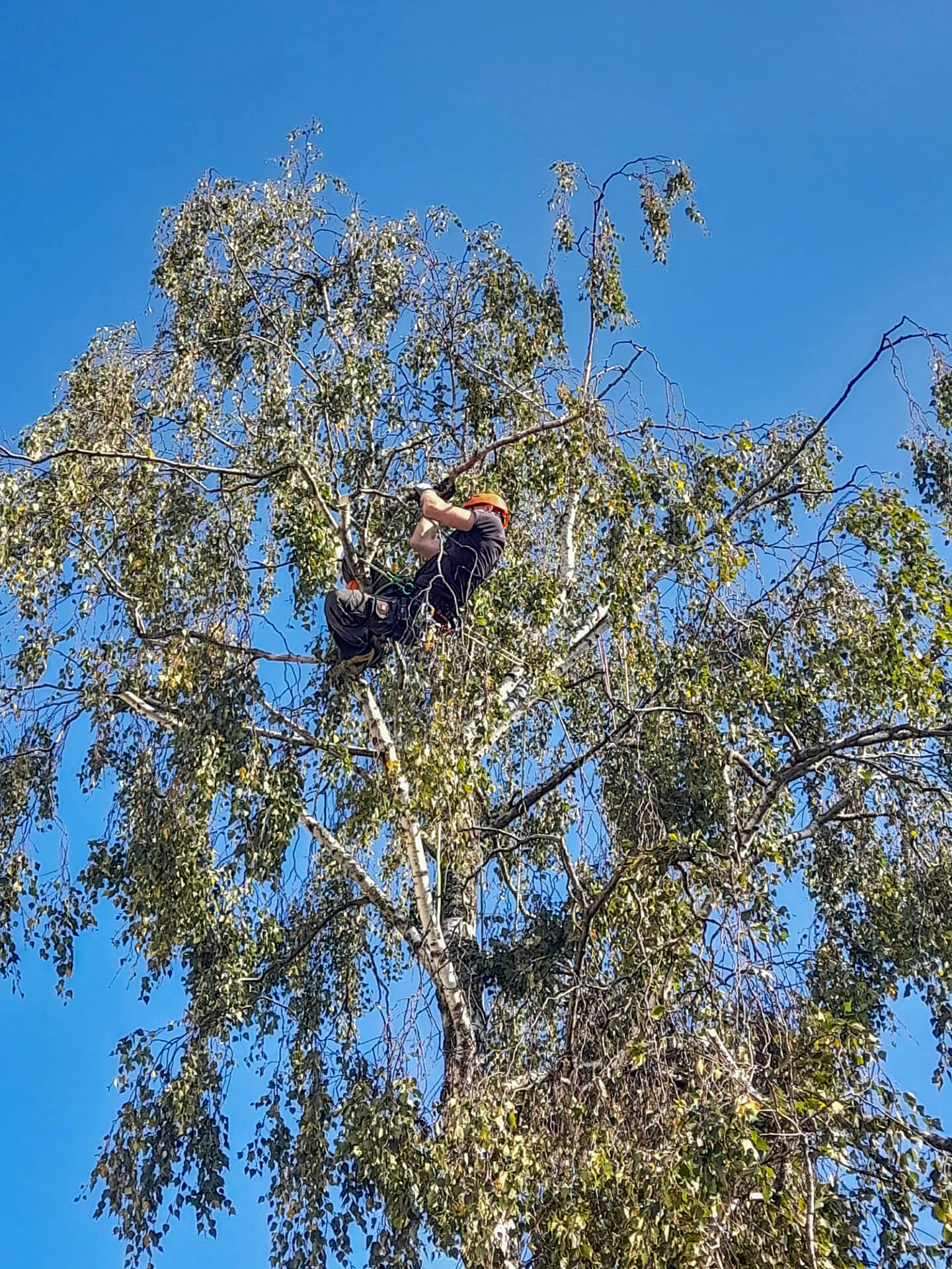 Forst- und Gartenbetrieb Schneider