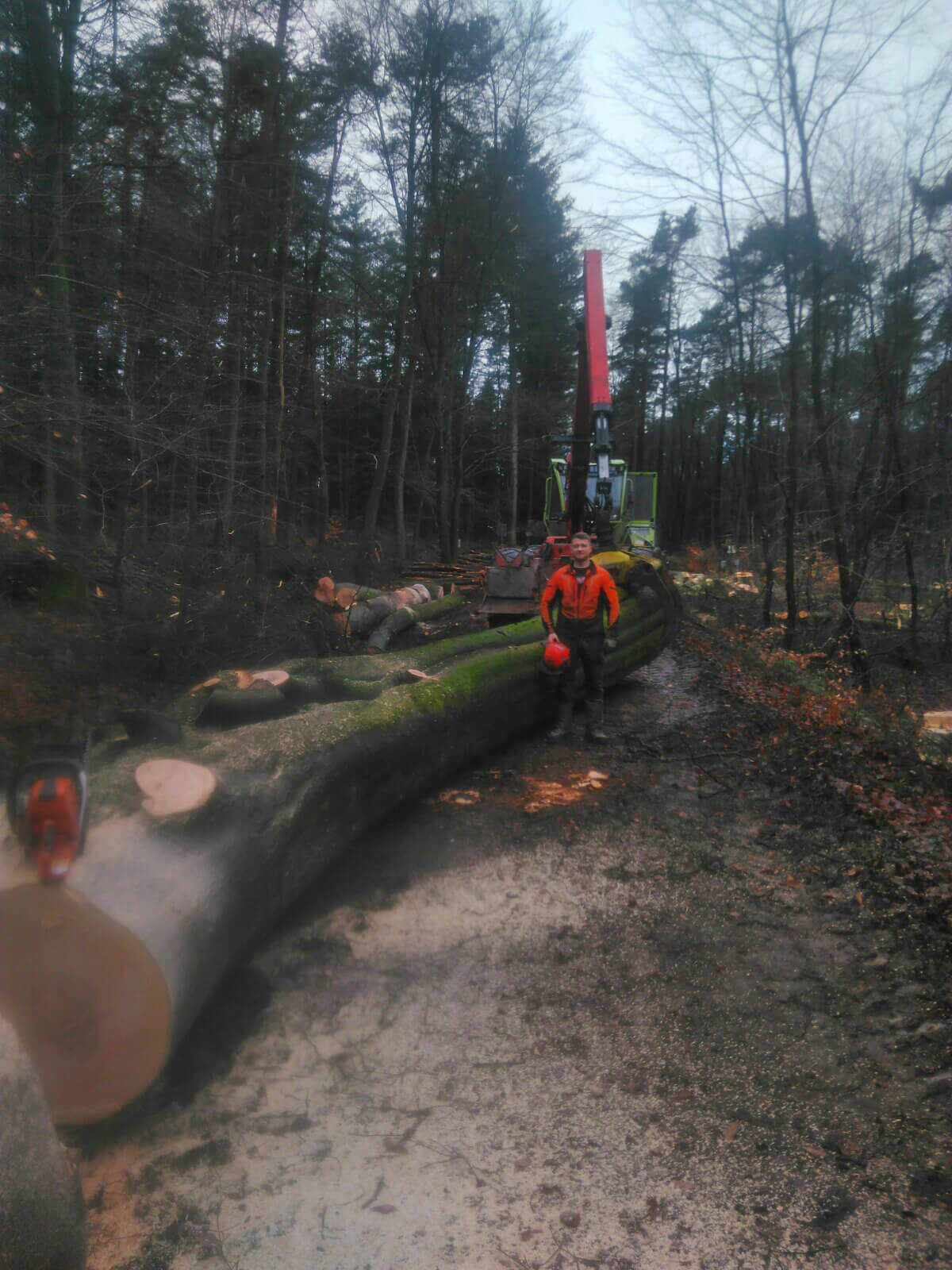 Forst- und Gartenbetrieb Schneider - Baumfällung