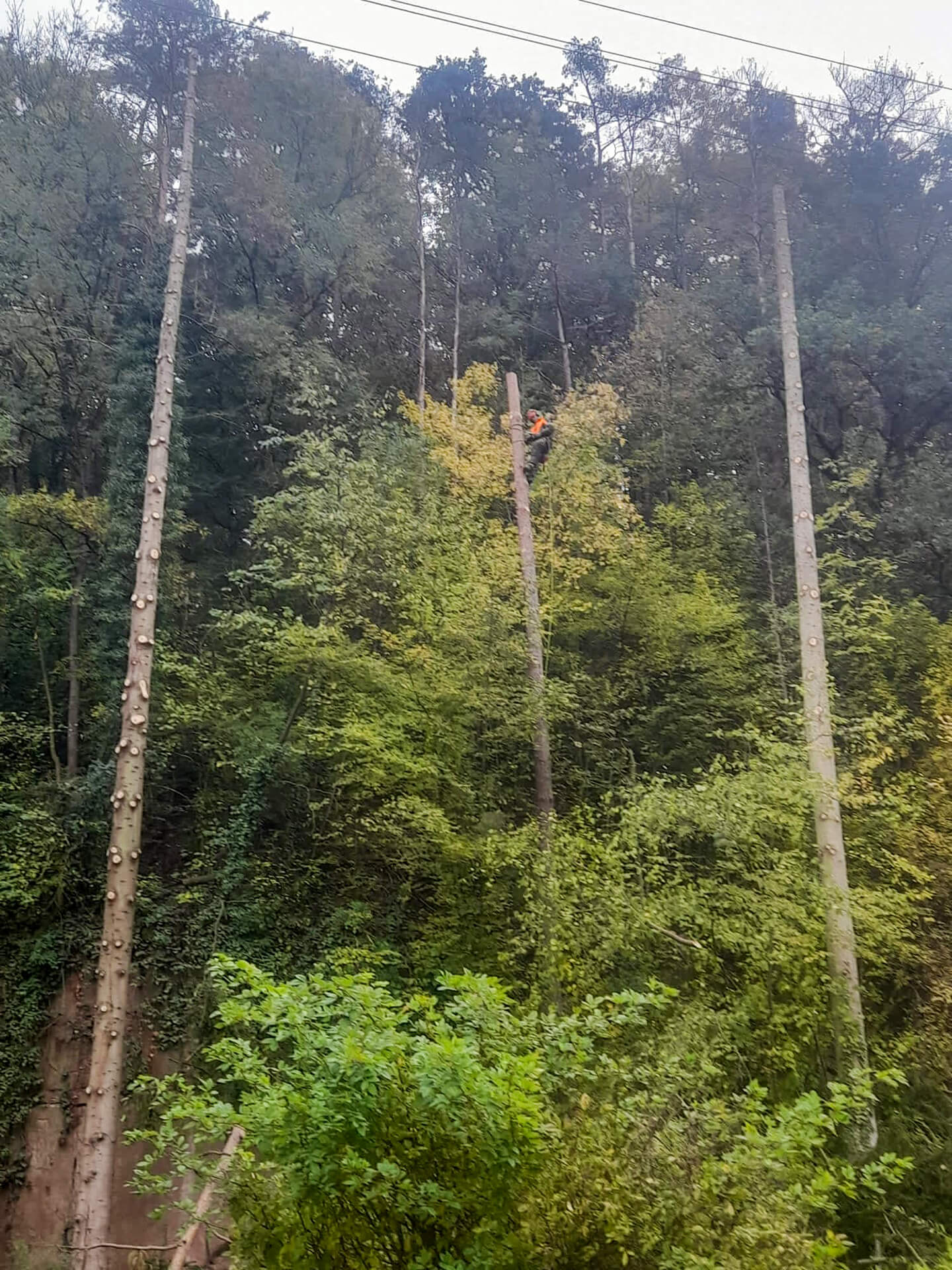 Forst- und Gartenbetrieb Schneider - Baumfällung