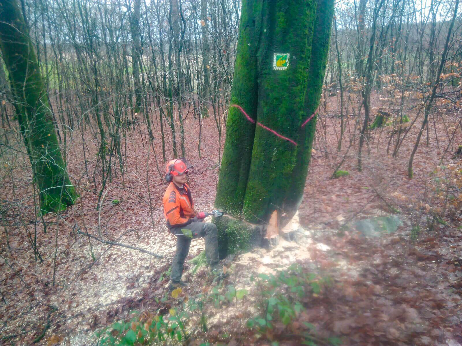 Forst- und Gartenbetrieb Schneider - Baumfällung