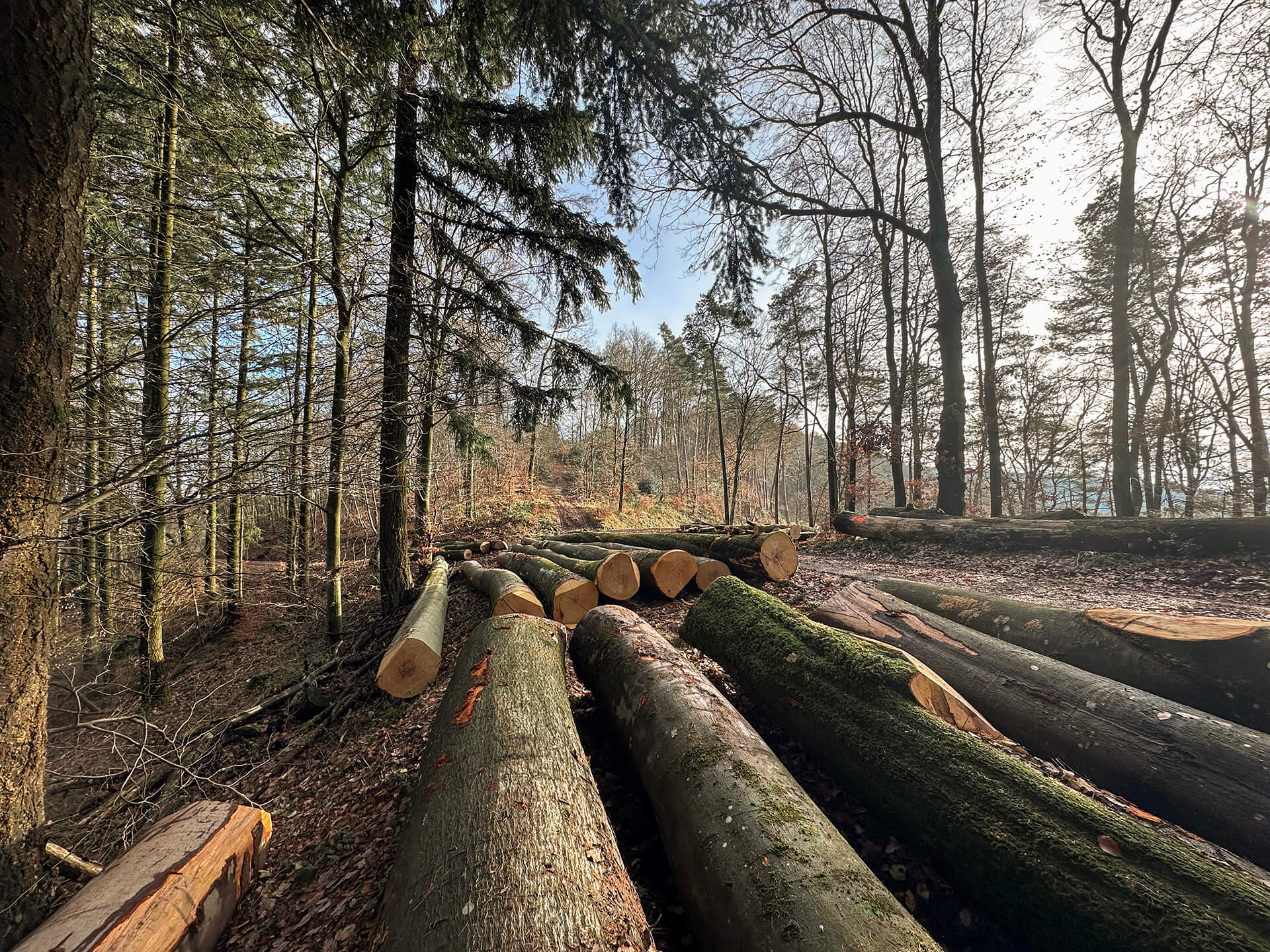 Forst- und Gartenbetrieb Schneider - Baumfällung