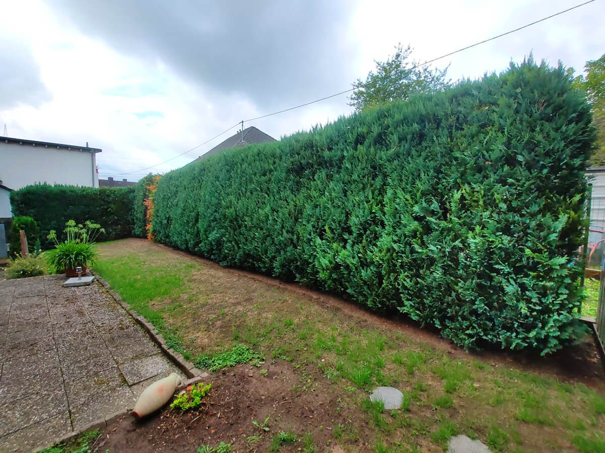 Forst- und Gartenbetrieb Schneider - Heckenpflege